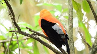 "Symphony of Feathers: Enchanting Bird Melodies"