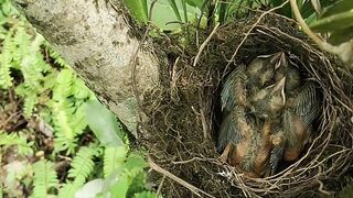 "Flight of Harmony: Enchanting Bird Songs"