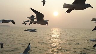 "Nature's Melodies: Enchanting Bird Songs"