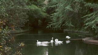 "Wild Wings: Enchanting Bird Songs"