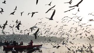 "Feathered Melodies: Enchanting Bird Songs"