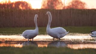 "Avian Melodies: Enchanting Bird Songs"