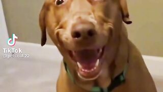 Funny video for pet and animals