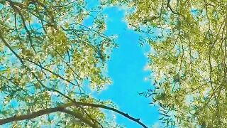 Reel song