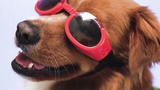 Funny Dog