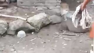 Penarikan ular piton yang lagi mangsa ayam