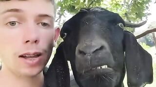 The Goat