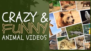 Funny Animals That Will Definitely Brighten Your Day