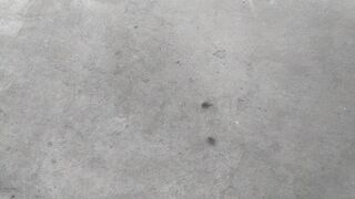Houseflye are very useful.for humen