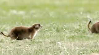 How far did he see his prey?How far did he see his prey?