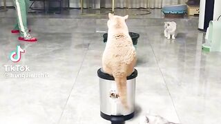 Funny video???????????? funny cat ????????