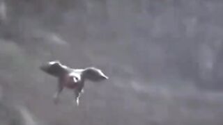 When the eagle chases, no one can stop it