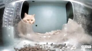 The Startled Cat “????” ????