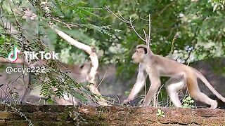 Kawanan monyet bertarung #videoshort