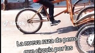 Que rasa de perrito será es no