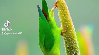 Quran of beautiful voice
