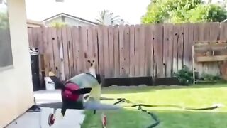 Dog play with toys ????