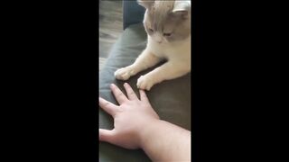 Funny animal videos 2023