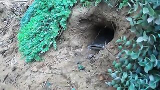 Catch_unique_fish___The_girl_caught_a_large_nest_of_fish_in_a_deep_hole_in_the_ground(360p).