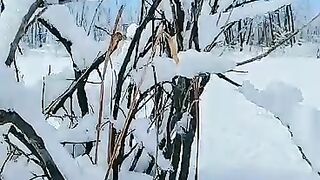 ????️snowfall adds senec beauty in nature