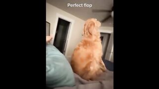 How to Play Fetch with a Massive Tree: Dog's Expectations vs Reality
