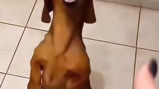 Dog’s reaction to eating lemon