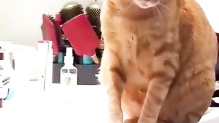 ????Intelligent Cat???? Funny video ????