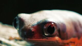 red frog on a log - adalinetv