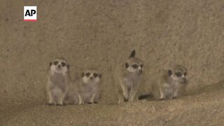 Chicago's Brookfield Zoo welcomes four meerkat pups.