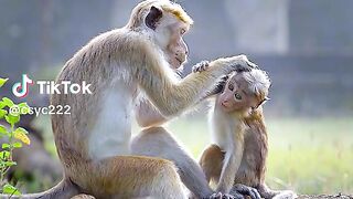 Kehidupan monyet di alam bebas #videoshort