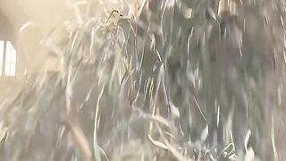 HUNGER GAMES THE MOST THRILLING SCENCE  OF THE MOVIE