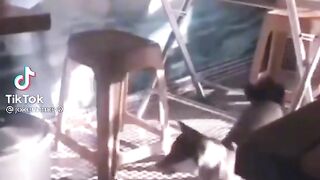 Funny pet and animals