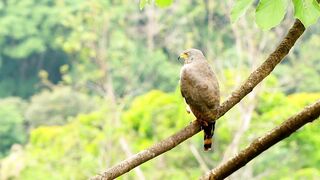 Eagle sounds effect hd 4k