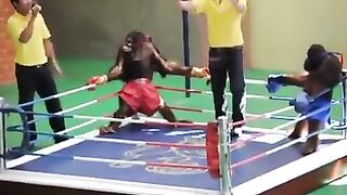 SI TE RIES PIERDES PELEA DE MONOS SUPER SAYAYI