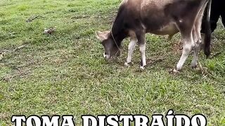 Naughty guy was spying. It went wrong, he almost got nailed ????????