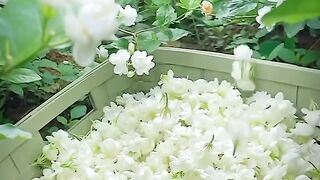 Flower nature