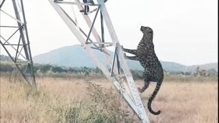 Tiger catch human