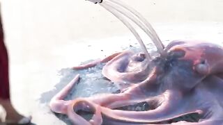 Star fish pani say bahir????