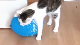Funny animals