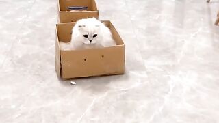 Funny animals