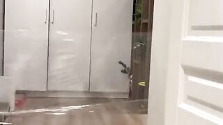 Funny animals