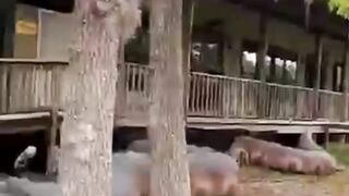 Big snake ????????