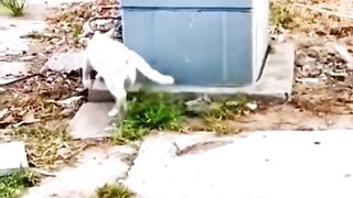 Funny Cats Enjoying ❣️