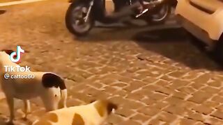 Funny pets