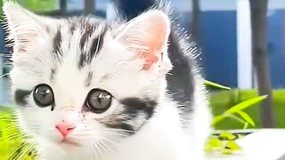 cute kitten
