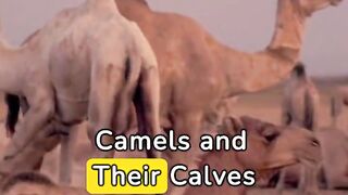 Animal Facts