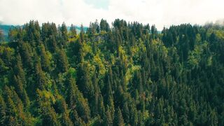 Beautiful trees natural view