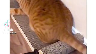 Funny animal ????????????????