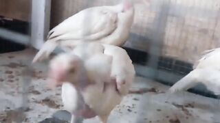 Eat chicken