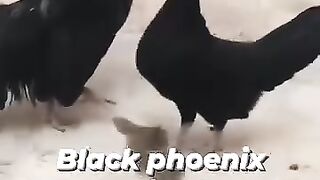 Black phoenix